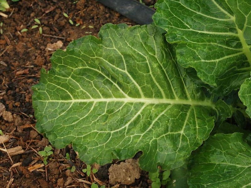 Green Glaze Collard