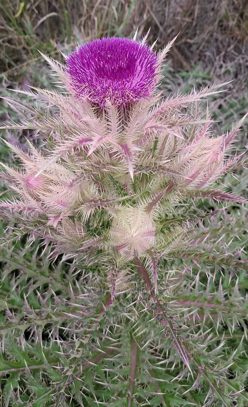 Canada Thistle