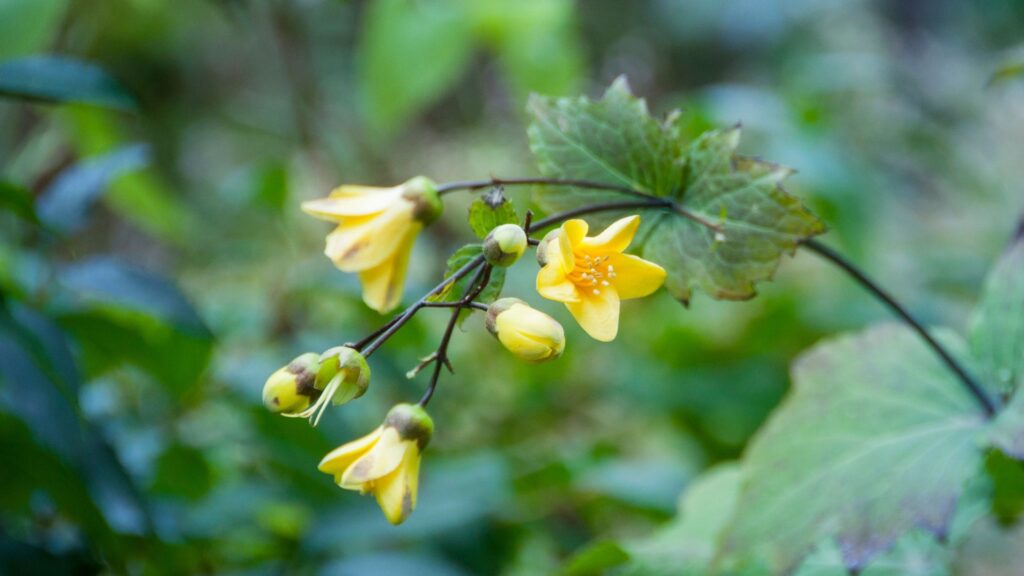 yellow wax bell flower