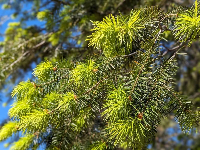 Pine Trees (Pinus Spp.)