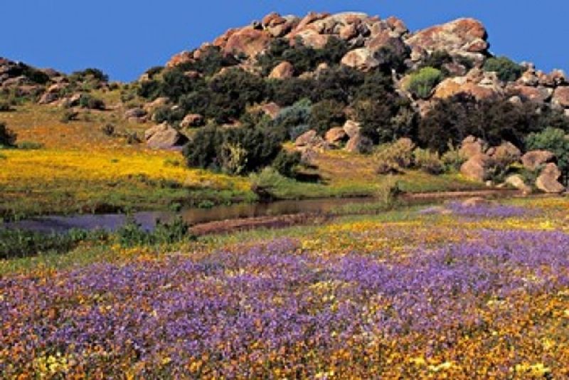 South Africa For Namaqualand Wildflowers