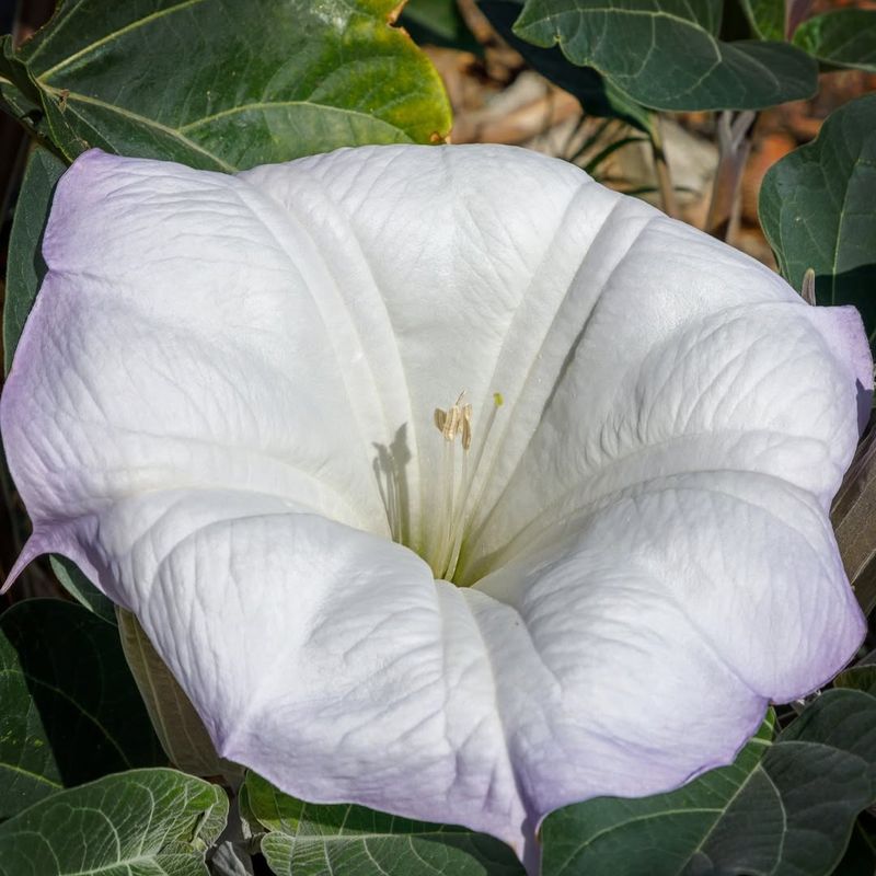 Datura