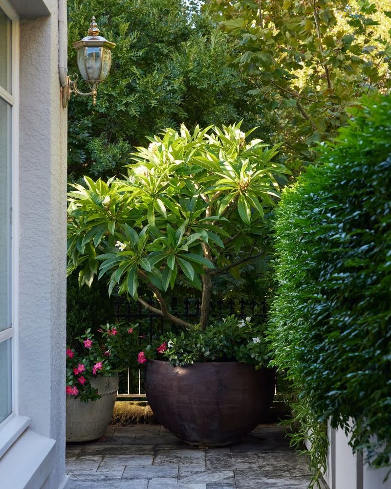 Frangipani Tree