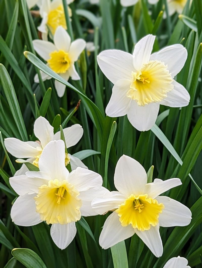 Daffodil