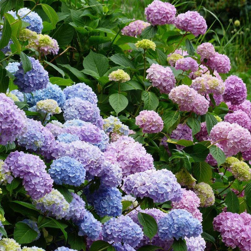 All hydrangeas change color based on soil pH.