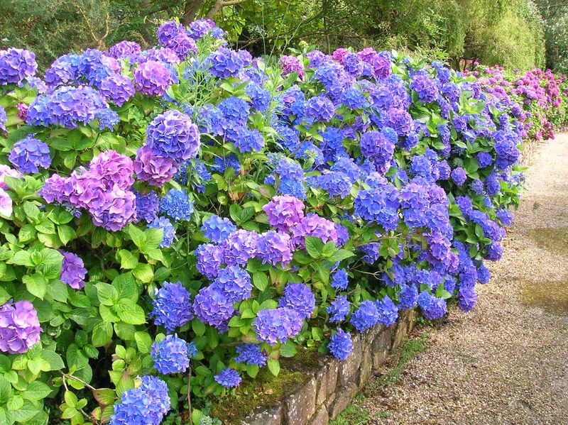 Hydrangeas only grow in specific climates.