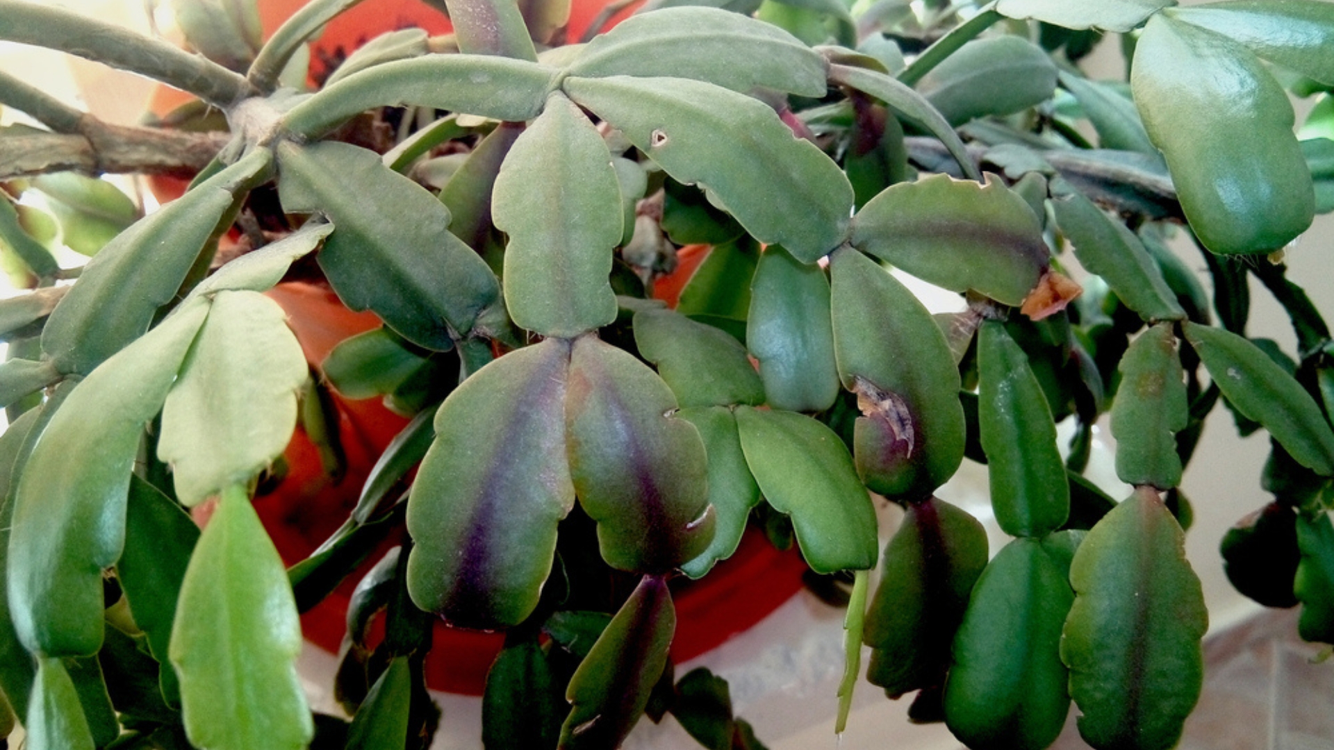 christmas cactus