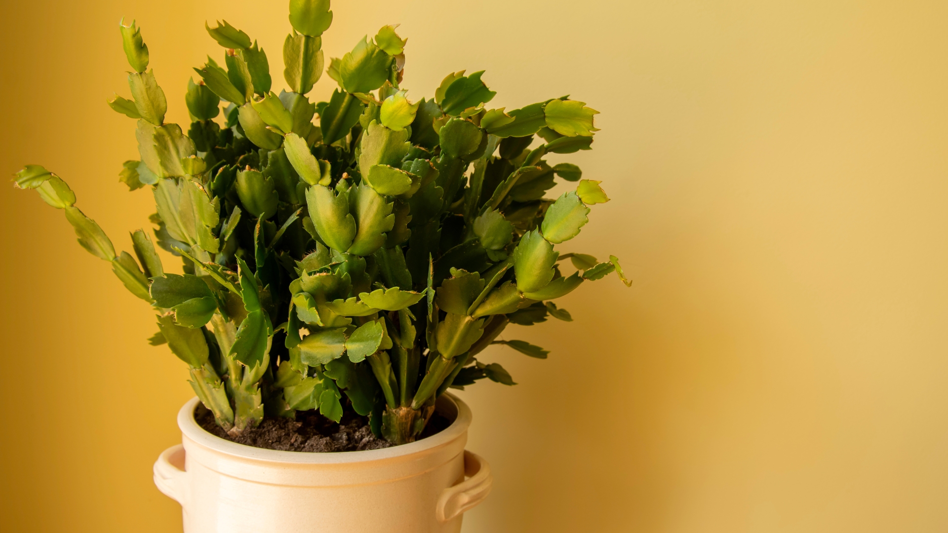 christmas cactus