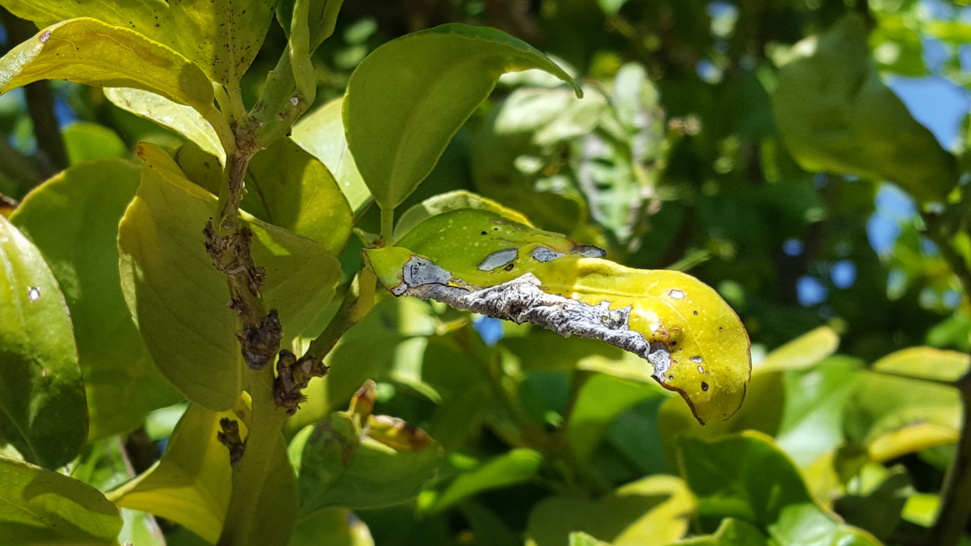 Your Citrus Leaves Are Curling Because Of This (And How To Stop It Fast)