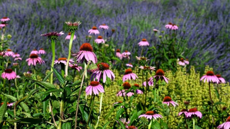 coneflowers with other plants in garden