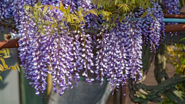 wisteria in full bloom