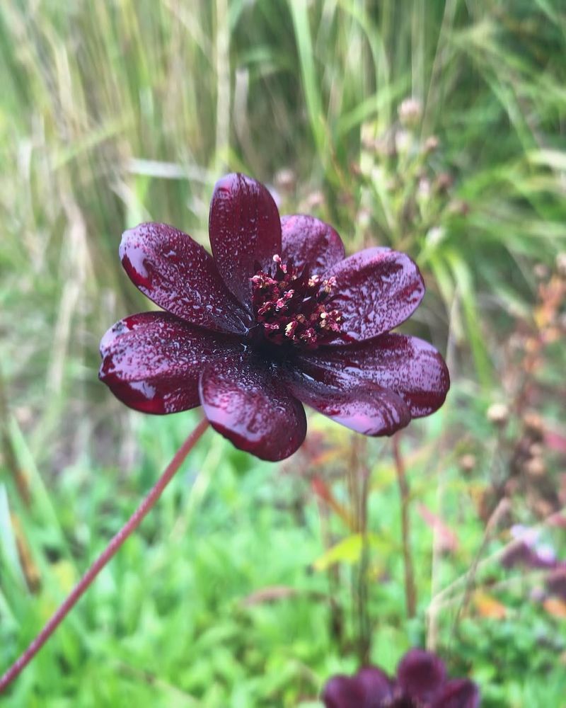 Chocolate Cosmos