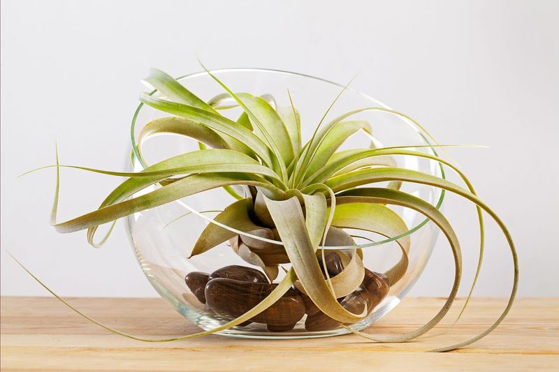 Air Plant