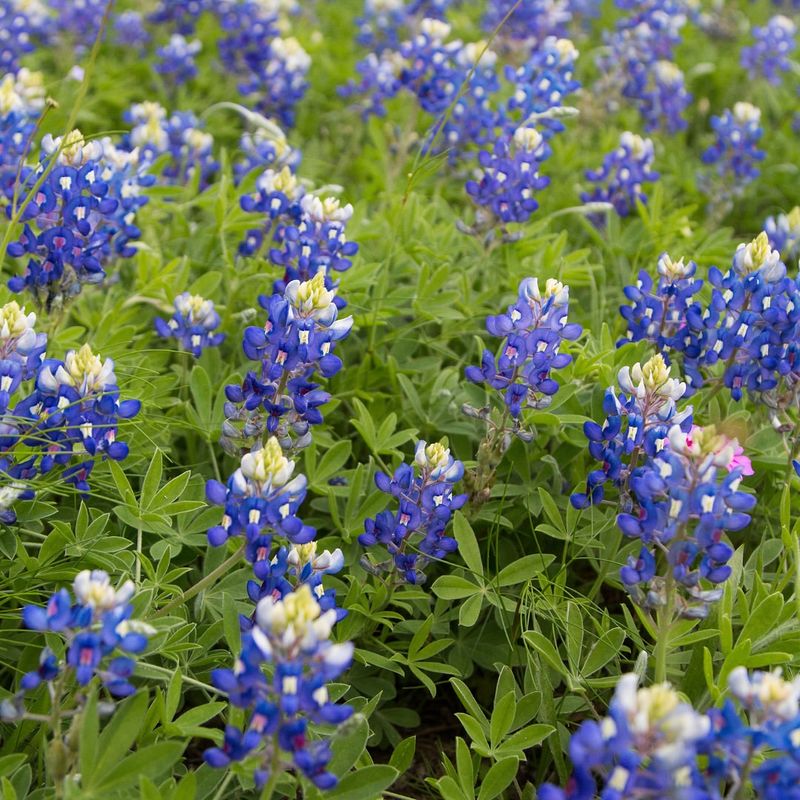 Bluebonnet