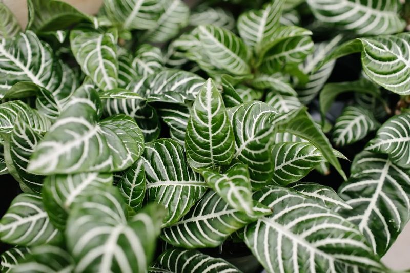 Zebra Plant