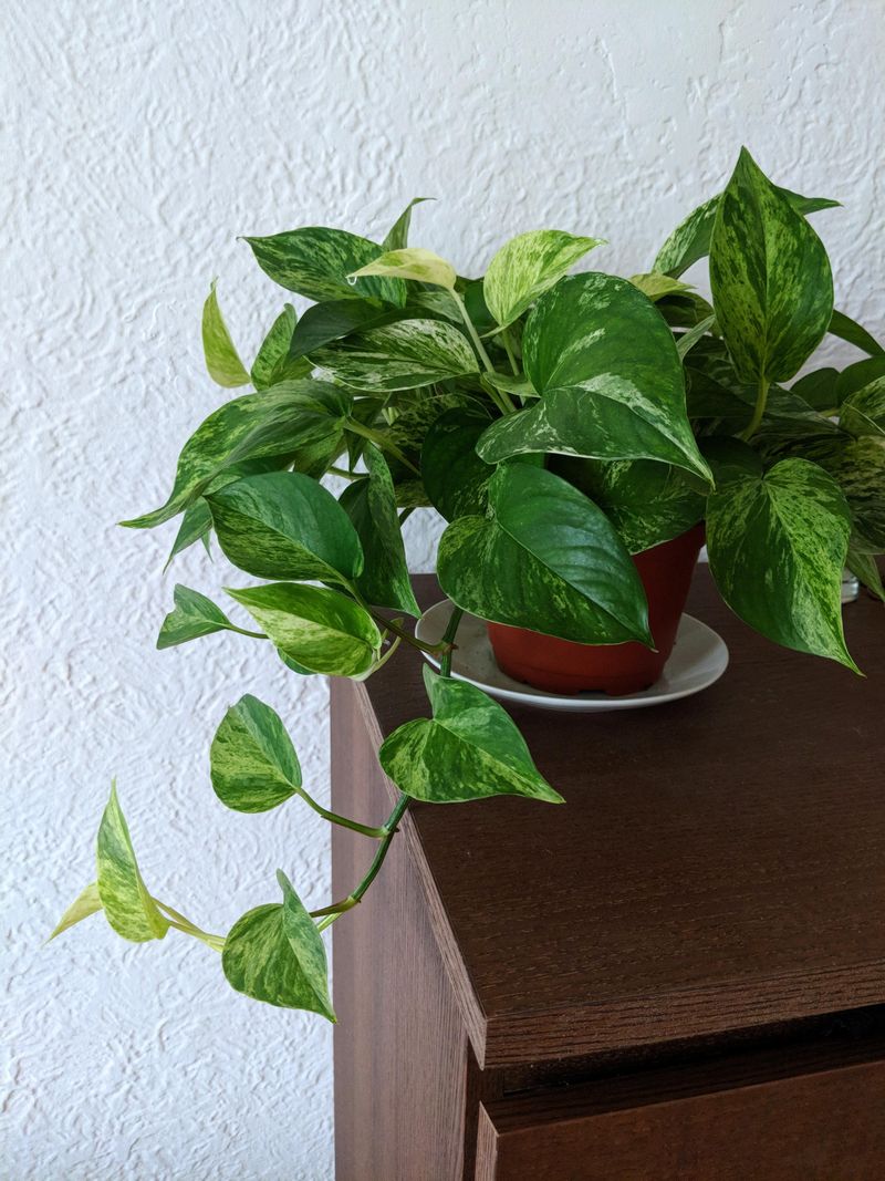 Pothos – A Resilient, Fast-Growing Vine