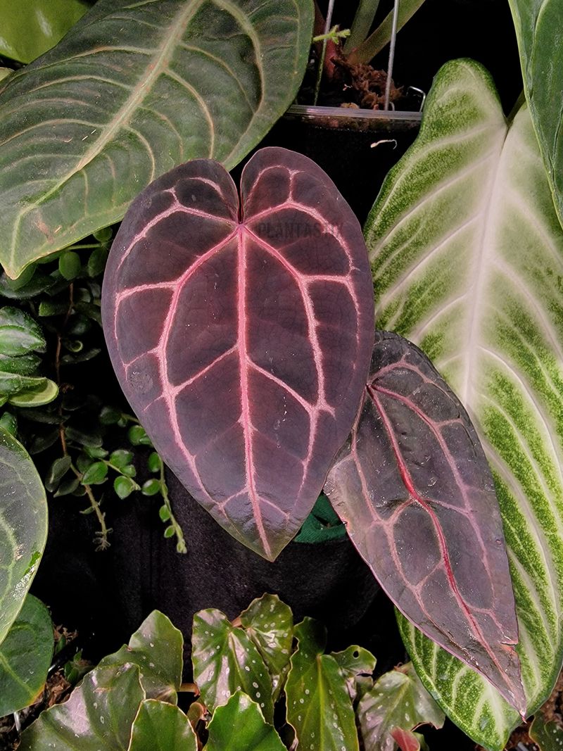 Anthurium