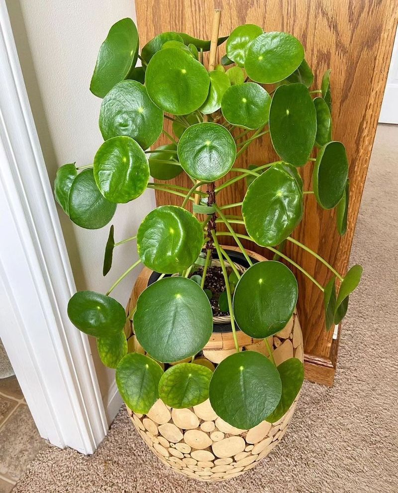 Chinese Money Plant