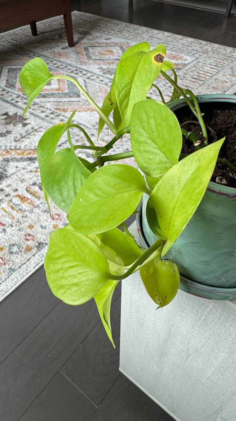 Pothos (Epipremnum aureum)