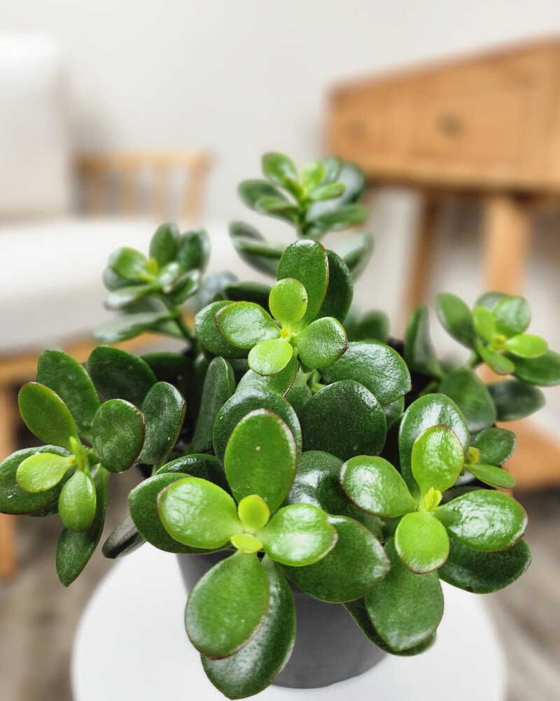 Jade Plant