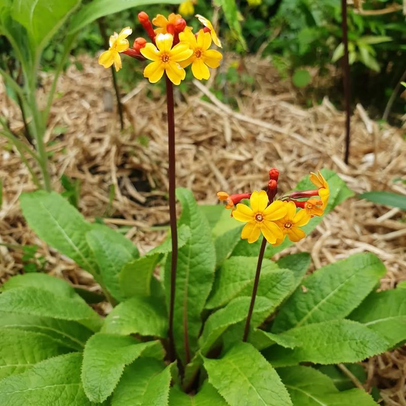 Primula Aurantiaca