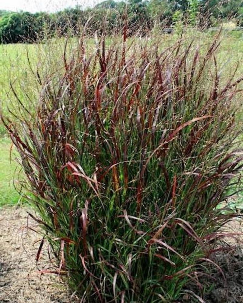 Red Switchgrass