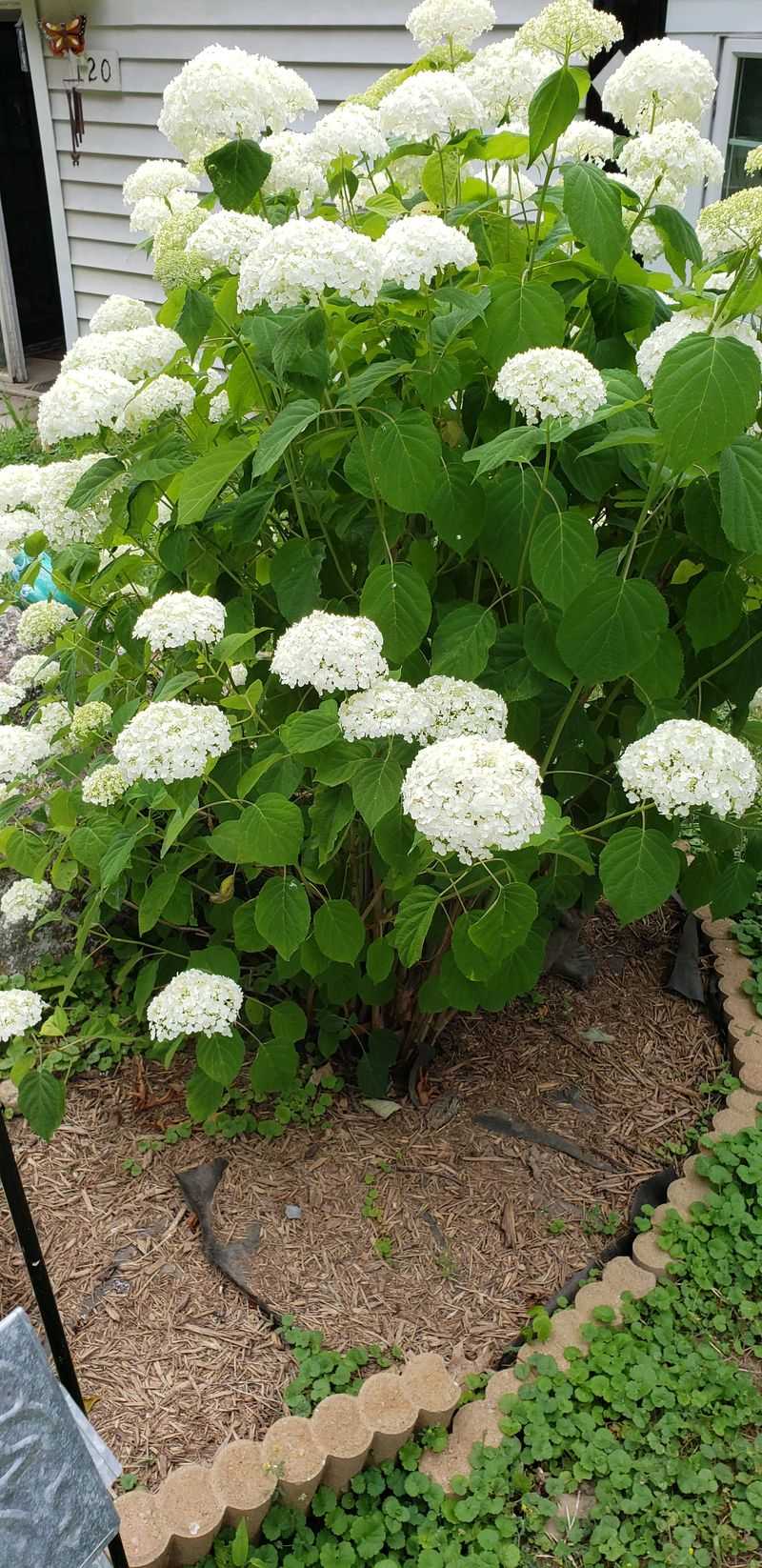 Incrediball Hydrangea