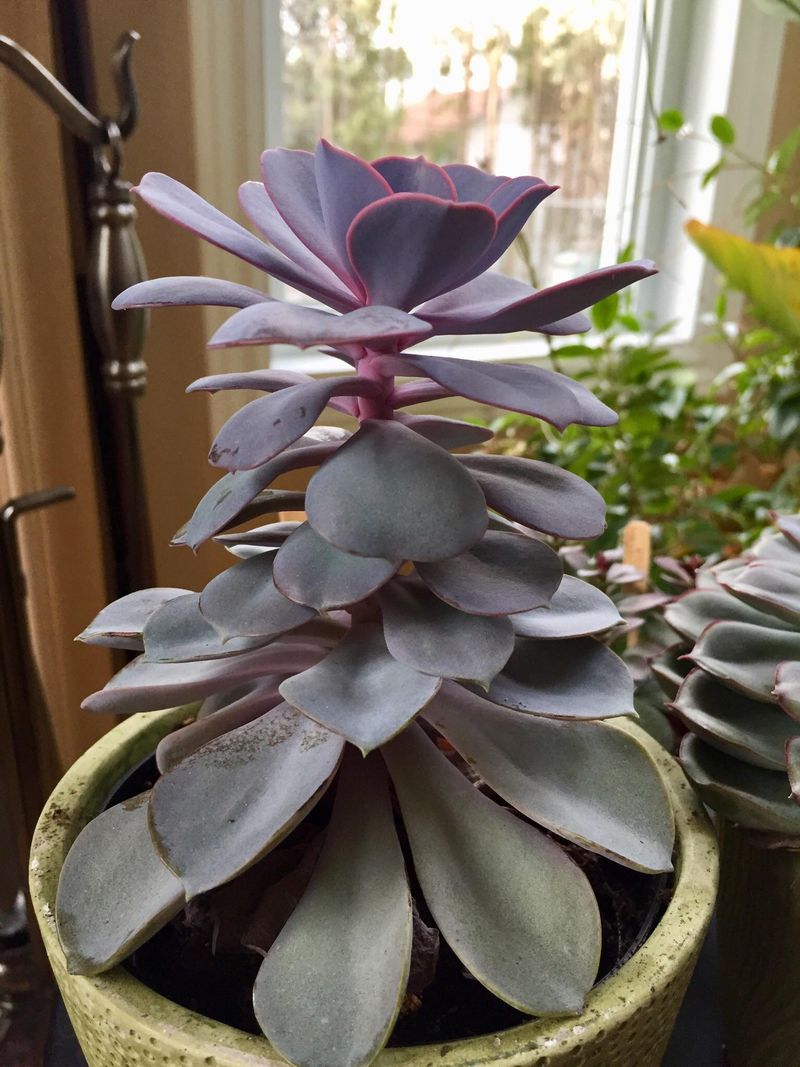 Echeveria