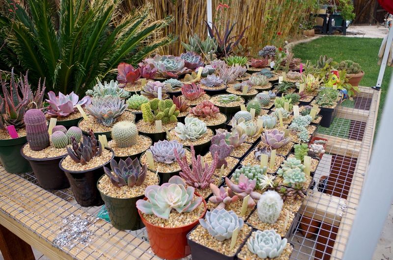 Cactus and Succulent Showcase