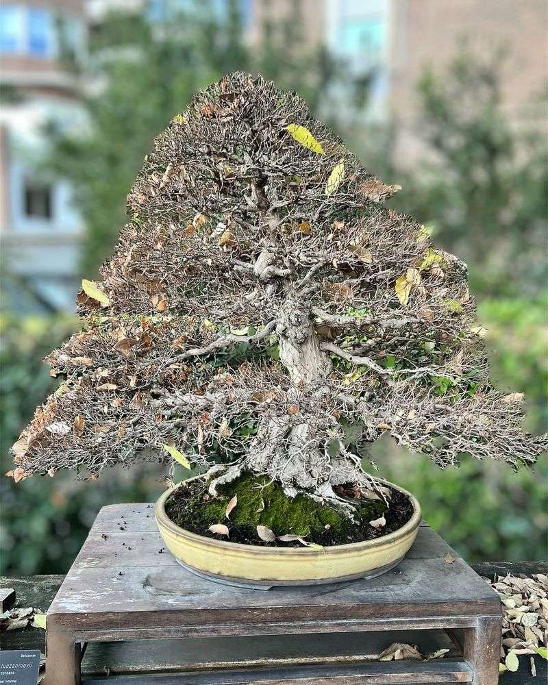 Charming Bonsai Trees