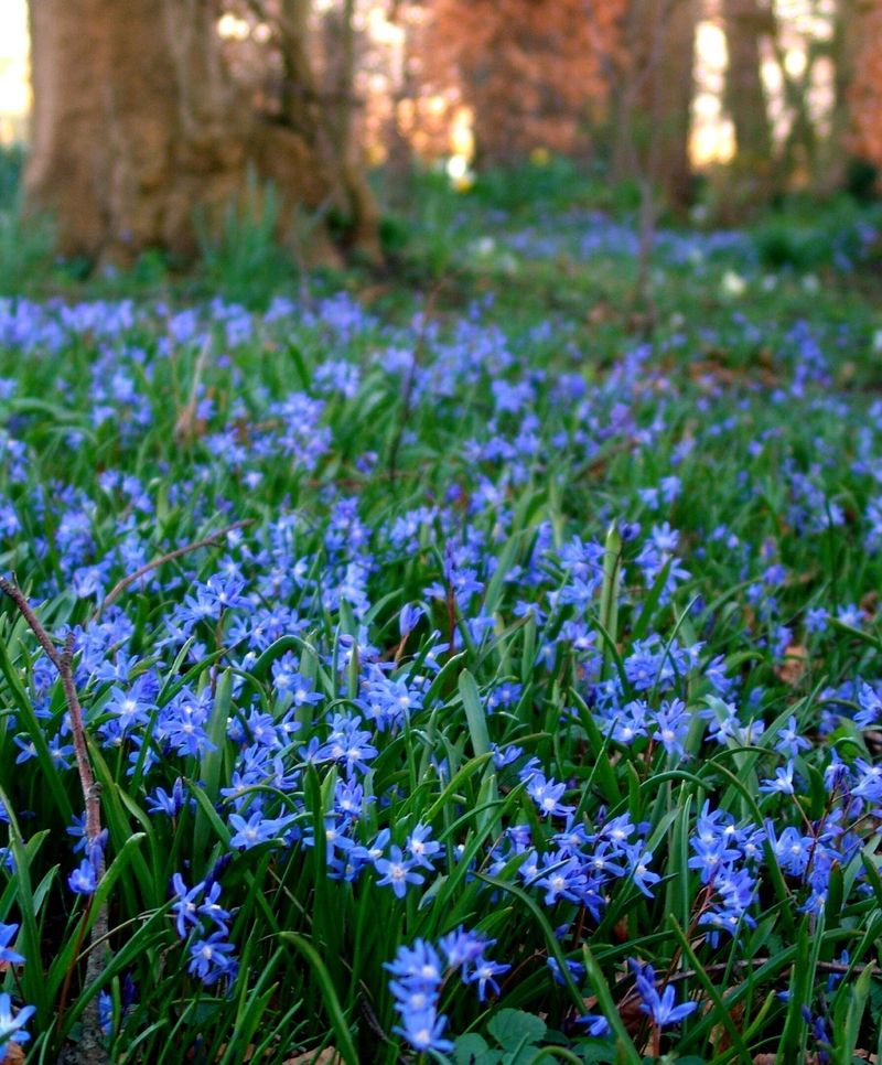 Chionodoxa