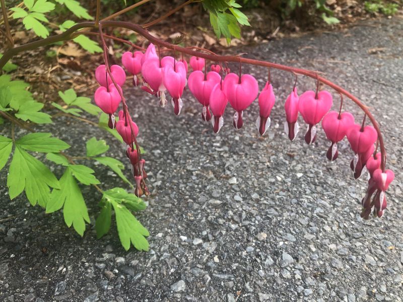 Bleeding Heart