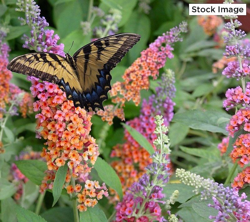 Butterfly Bush