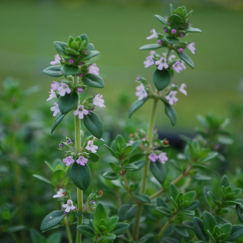 Thyme Flower