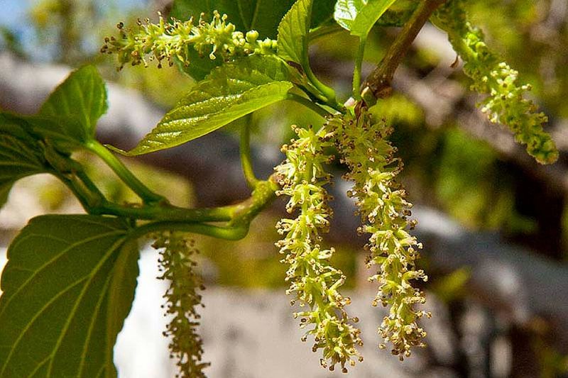 Mulberry Trees