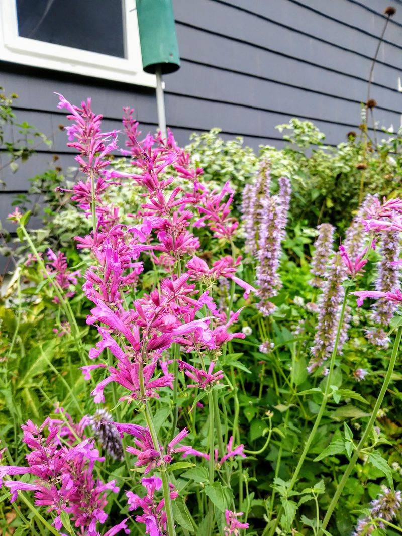 Agastache (Agastache spp.)