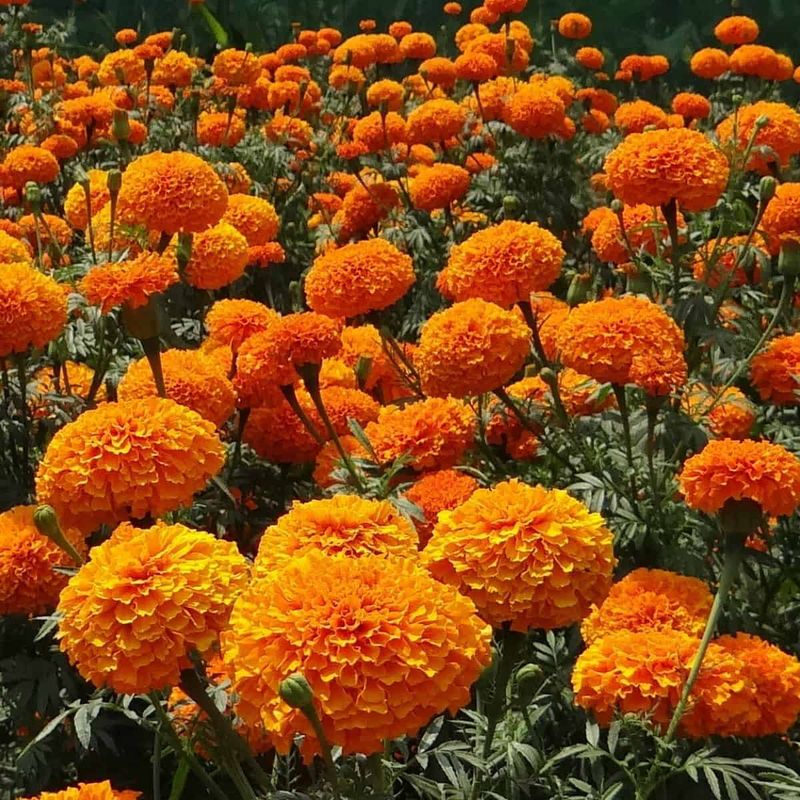 Marigolds