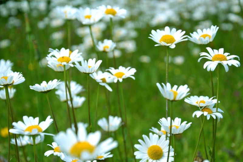 Daisies