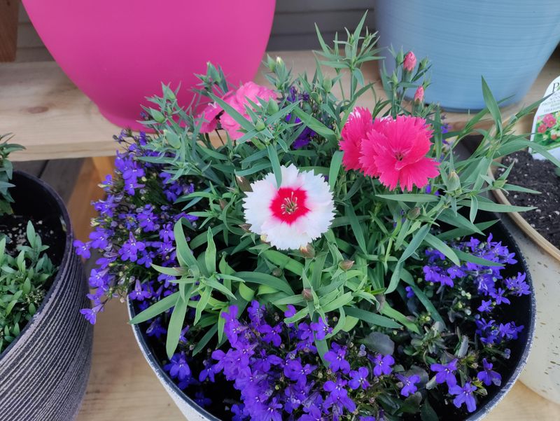 Lobelia and Dianthus