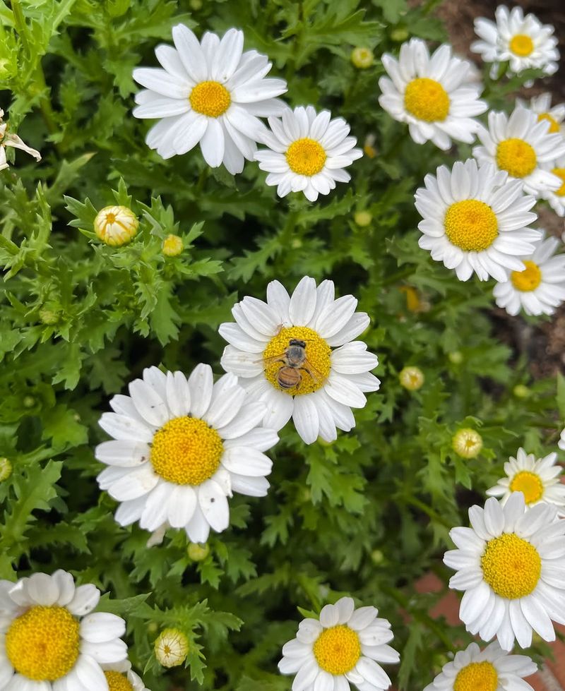 Daisies