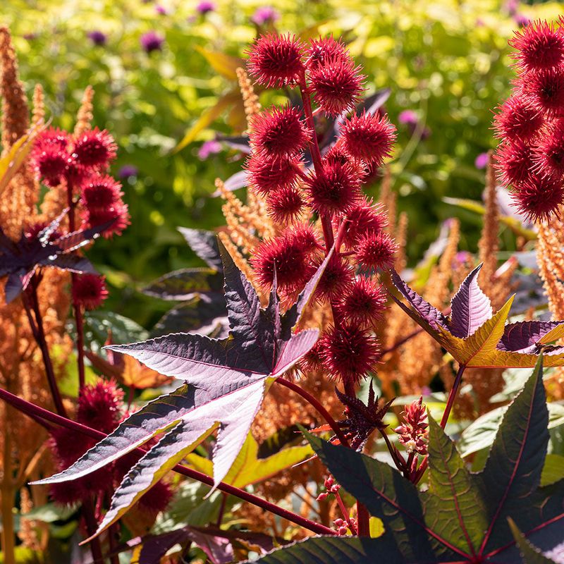 Castor Oil Plant