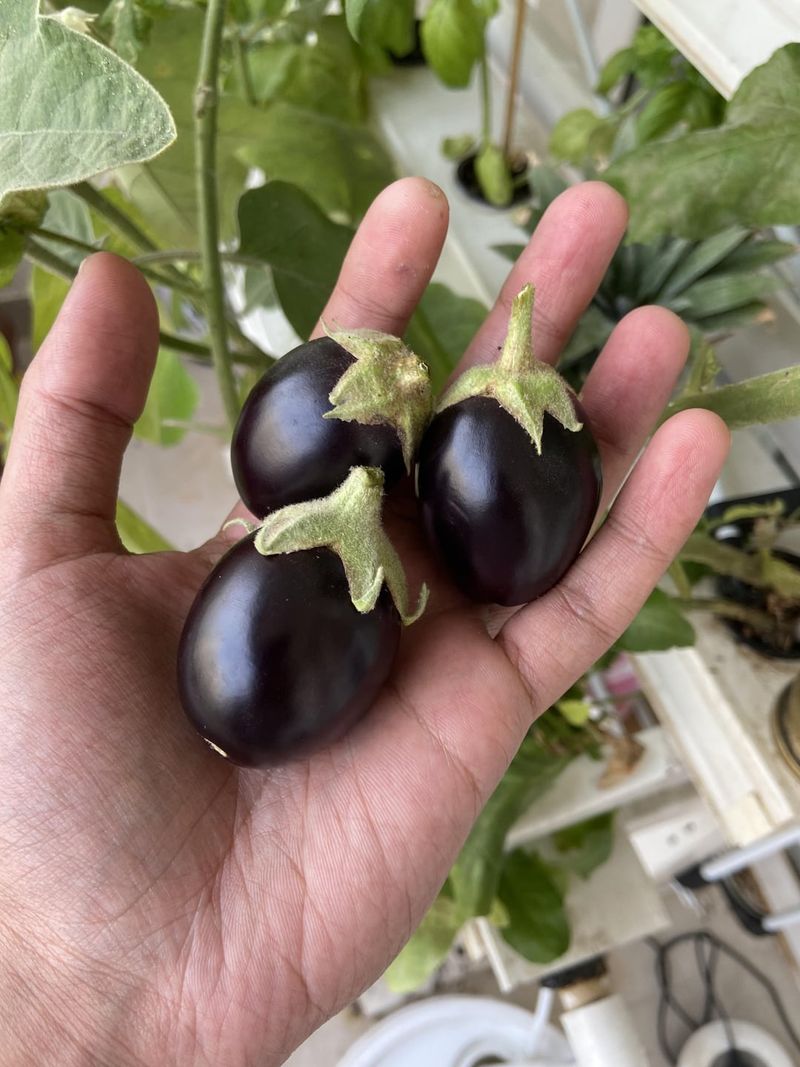 Eggplant