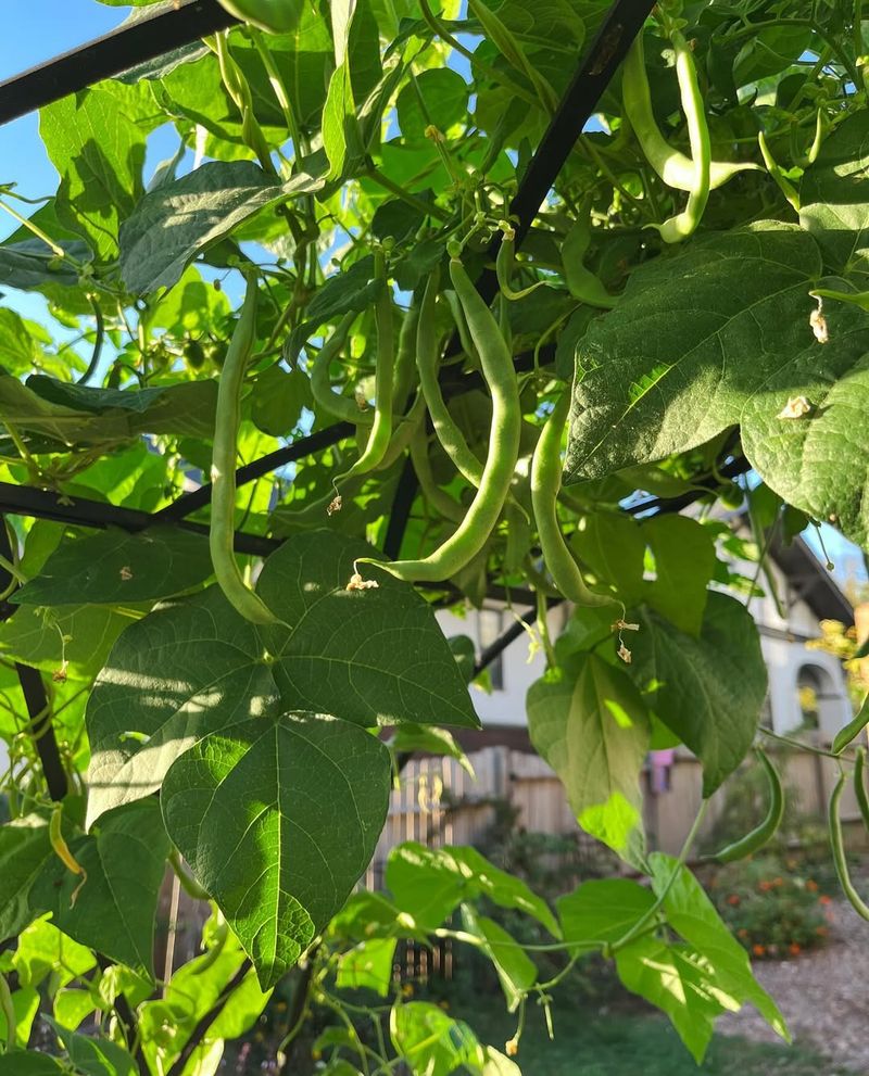 Green Beans