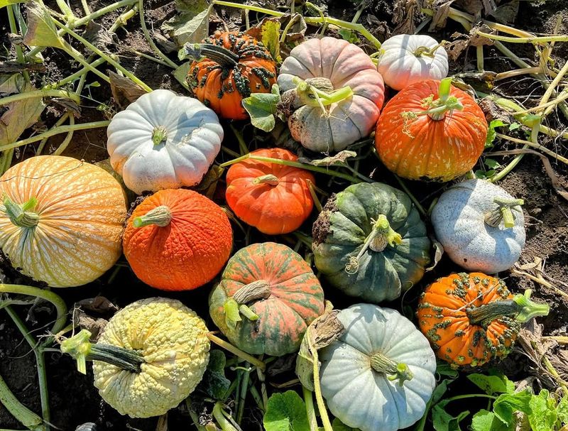 Mini Pumpkins