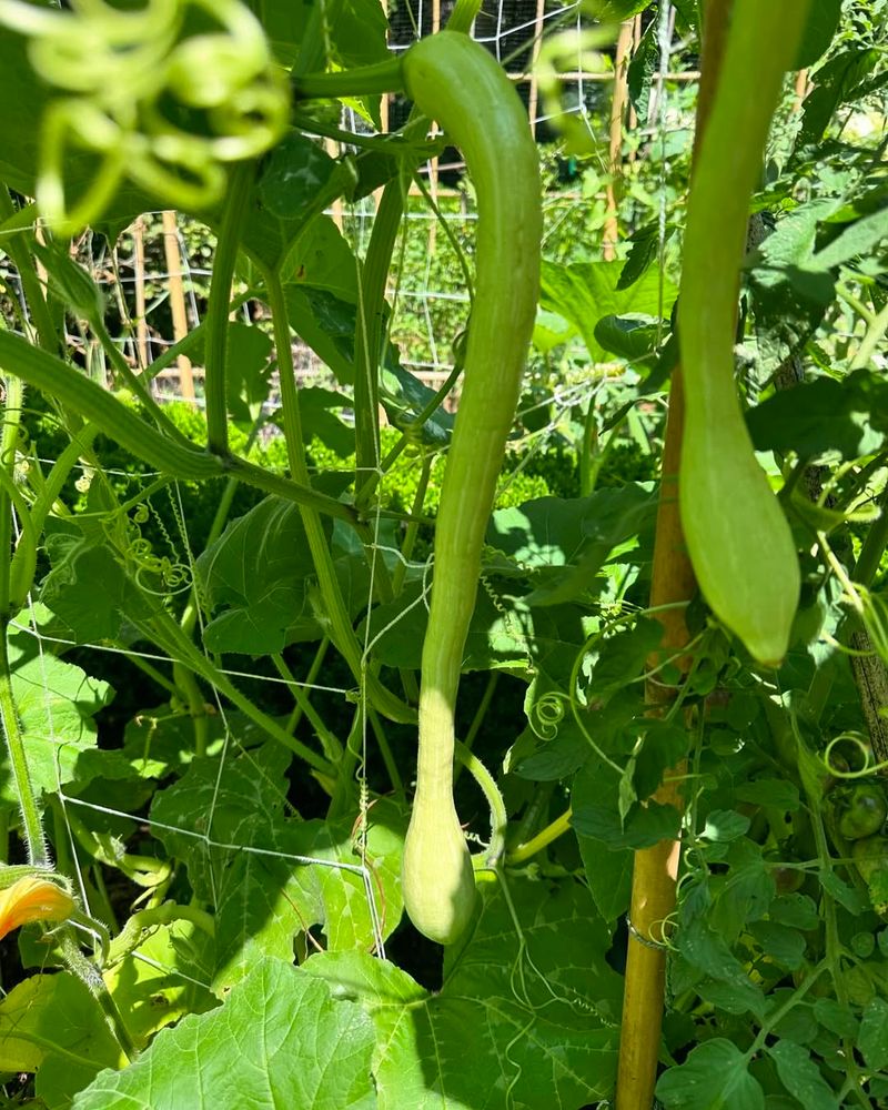 Winter Squash