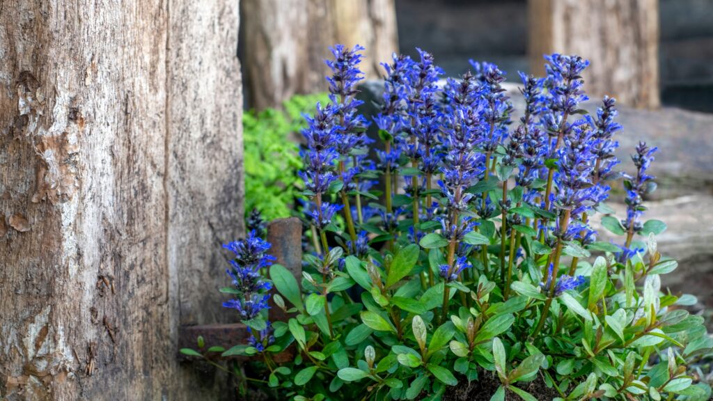 ajuga
