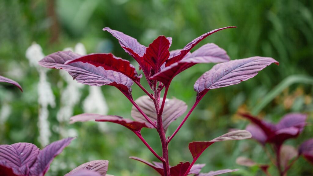 amaranth