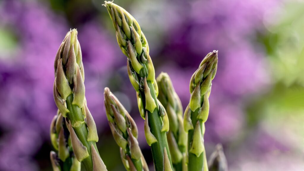 asparagus plant