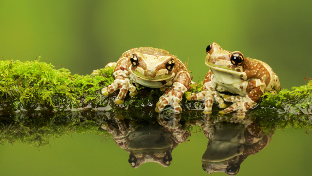 Positive Toad 10 Ways How To Attract Frogs And Toads To Your Yard (And 10 More ...