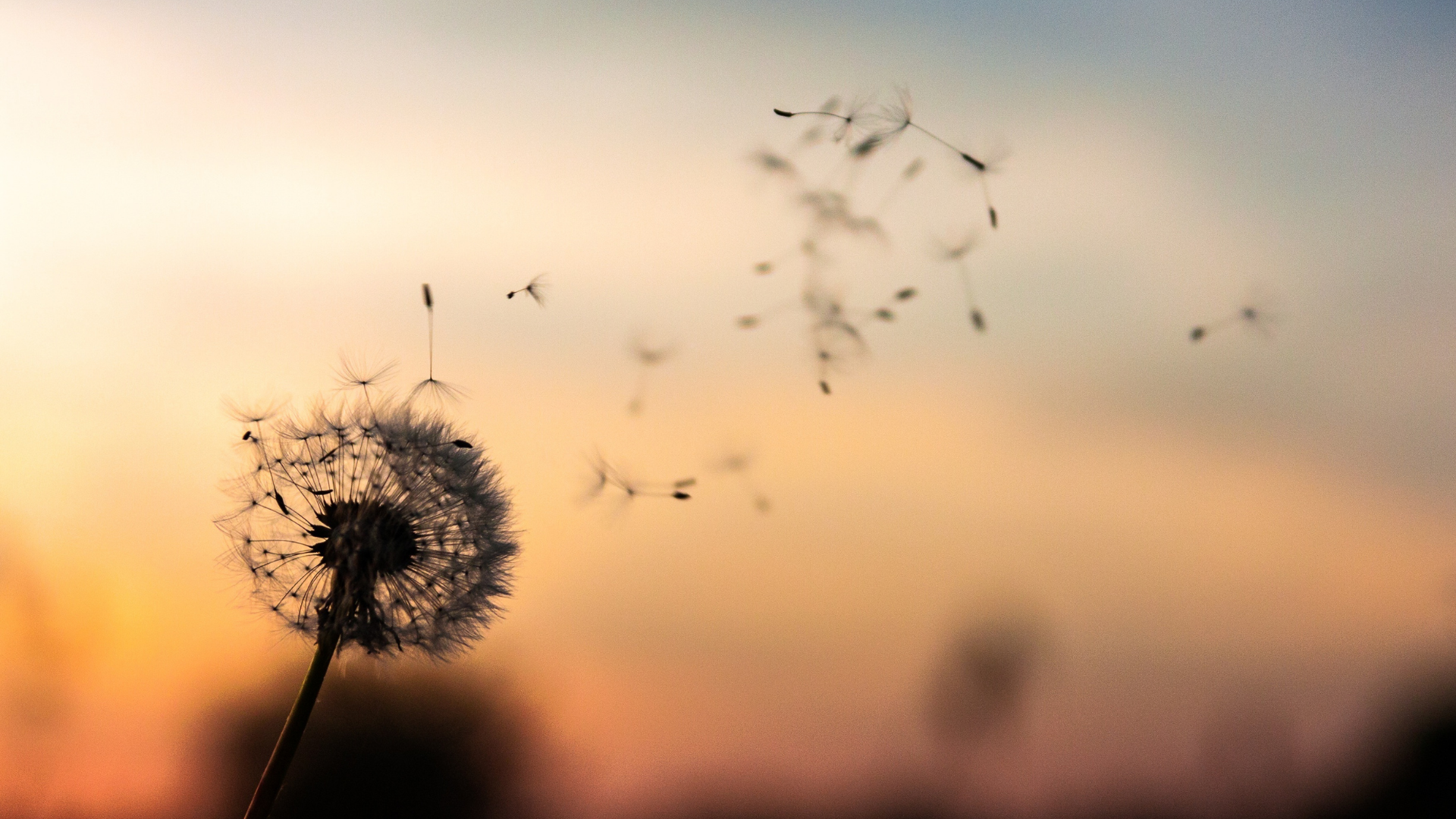 All The Symbolism And Meanings Of A Dandelion